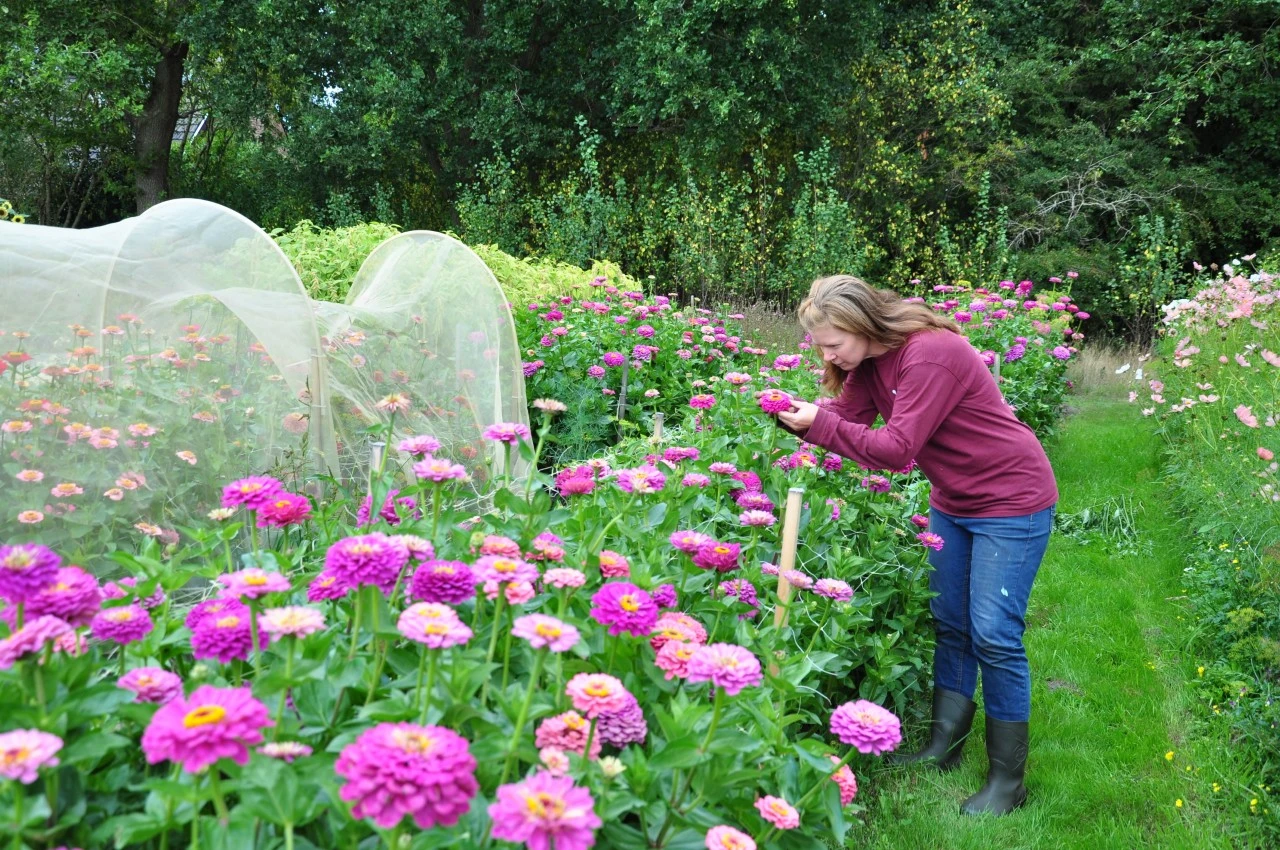 ‘It makes you feel alive!’ - De kweker van Bloem&Oogst over biologische bloemzaden 